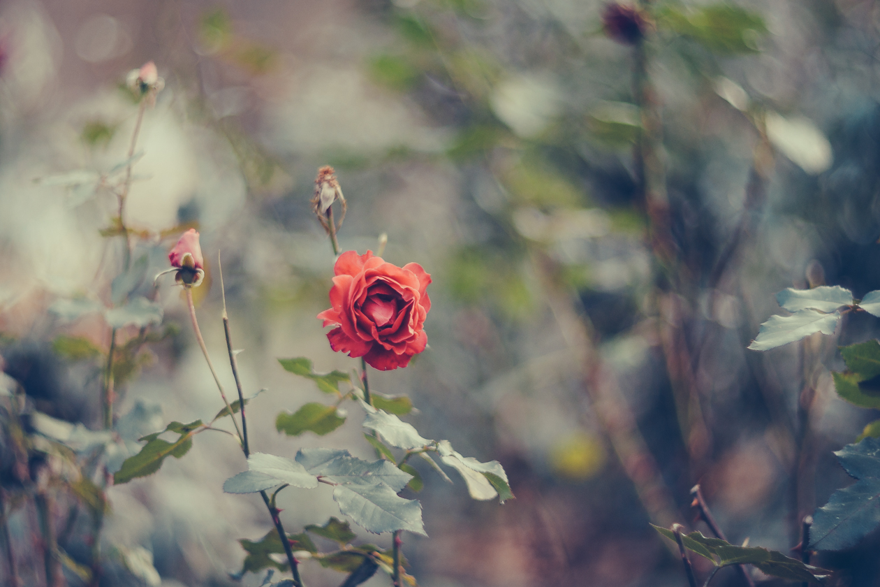 -.  . The last rose of summer