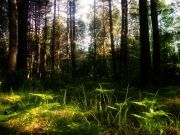-. Boris Sobolev. forest