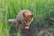-.  . Red Fox and egg