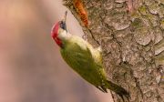 -.  . Green woodpecker