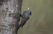 -.  . Black Woodpecker